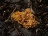 Ramaria subbotrytis image