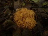 Ramaria subbotrytis image