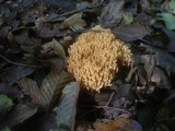 Ramaria subbotrytis image