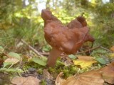 Gyromitra infula image