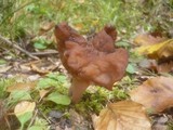 Gyromitra infula image