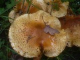 Pholiota limonella image