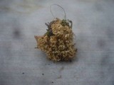 Ramaria apiculata image