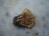 Ramaria apiculata image