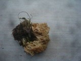 Ramaria apiculata image