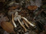 Inocybe bongardii image