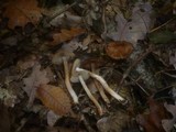 Inocybe bongardii image