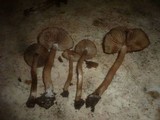 Inocybe bongardii image