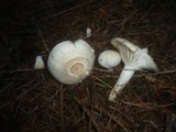 Hygrophorus queletii image