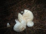 Hygrophorus queletii image