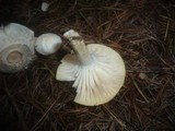 Hygrophorus queletii image
