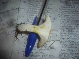 Hygrophorus queletii image