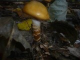 Cortinarius trivialis image