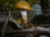 Cortinarius trivialis image