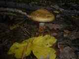 Cortinarius trivialis image
