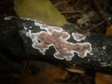Eichleriella deglubens image