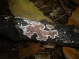 Eichleriella deglubens image