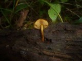 Flammulaster granulosus image