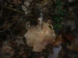 Hebeloma laterinum image