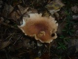 Hebeloma laterinum image