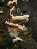 Merulius tremellosus image