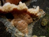 Merulius tremellosus image