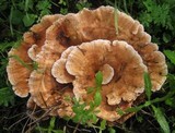 Abortiporus biennis image
