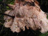 Abortiporus biennis image