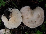 Clitocybe phyllophila image