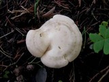 Clitocybe phyllophila image