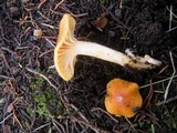 Cuphophyllus pratensis image