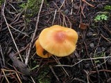 Cuphophyllus pratensis image