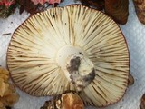 Russula mariae image