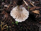 Cuphophyllus virgineus image