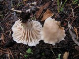 Cuphophyllus virgineus image