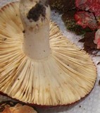 Russula mariae image