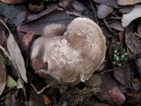 Tricholoma atrosquamosum image