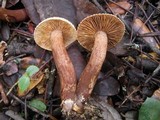 Tricholoma psammopus image