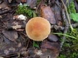 Tricholoma psammopus image
