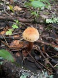 Tricholoma psammopus image