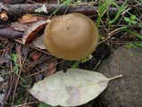 Entoloma rhodopolium image