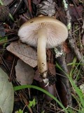 Entoloma rhodopolium image