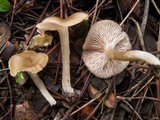 Entoloma rhodopolium image