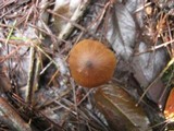 Entoloma hebes image