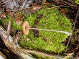 Entoloma hebes image