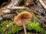 Entoloma hebes image