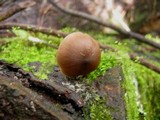 Entoloma hebes image