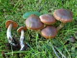 Cortinarius vernus image