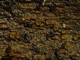 Karstenia idaei image