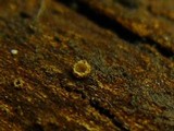 Karstenia idaei image